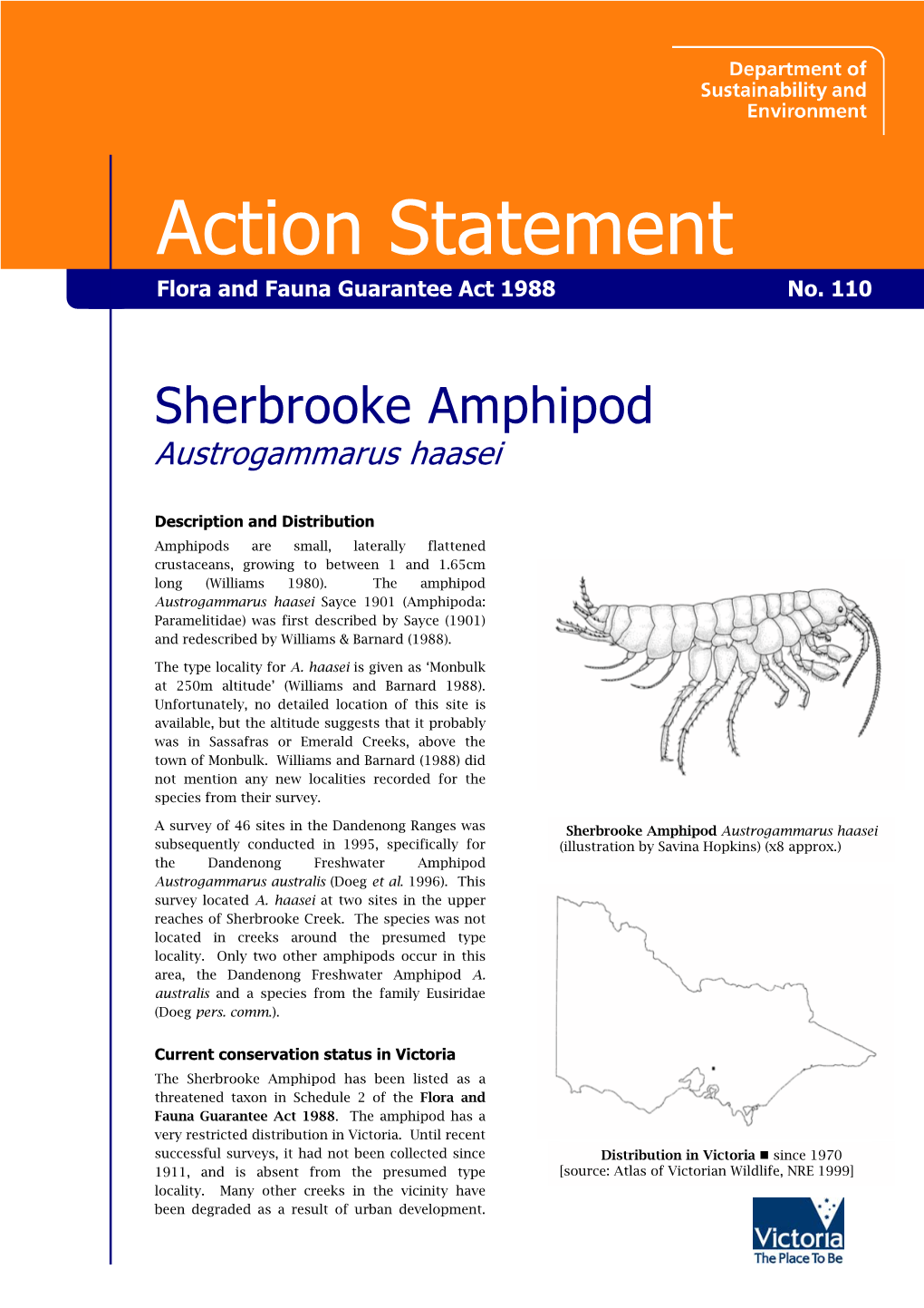 Sherbrooke Amphipod (Austrogammarus