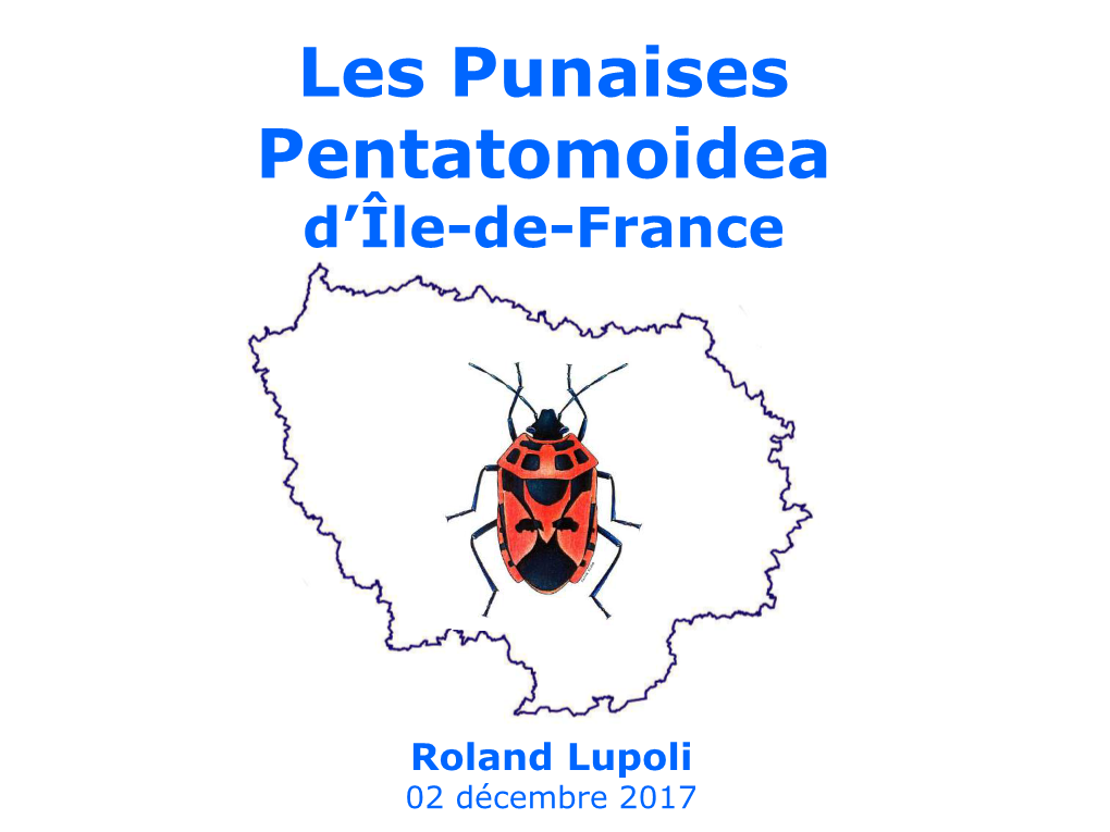 Les Punaises Pentatomidae D'île-De-France