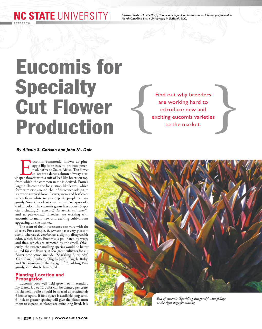 Eucomis for Specialty Cut Flower Production