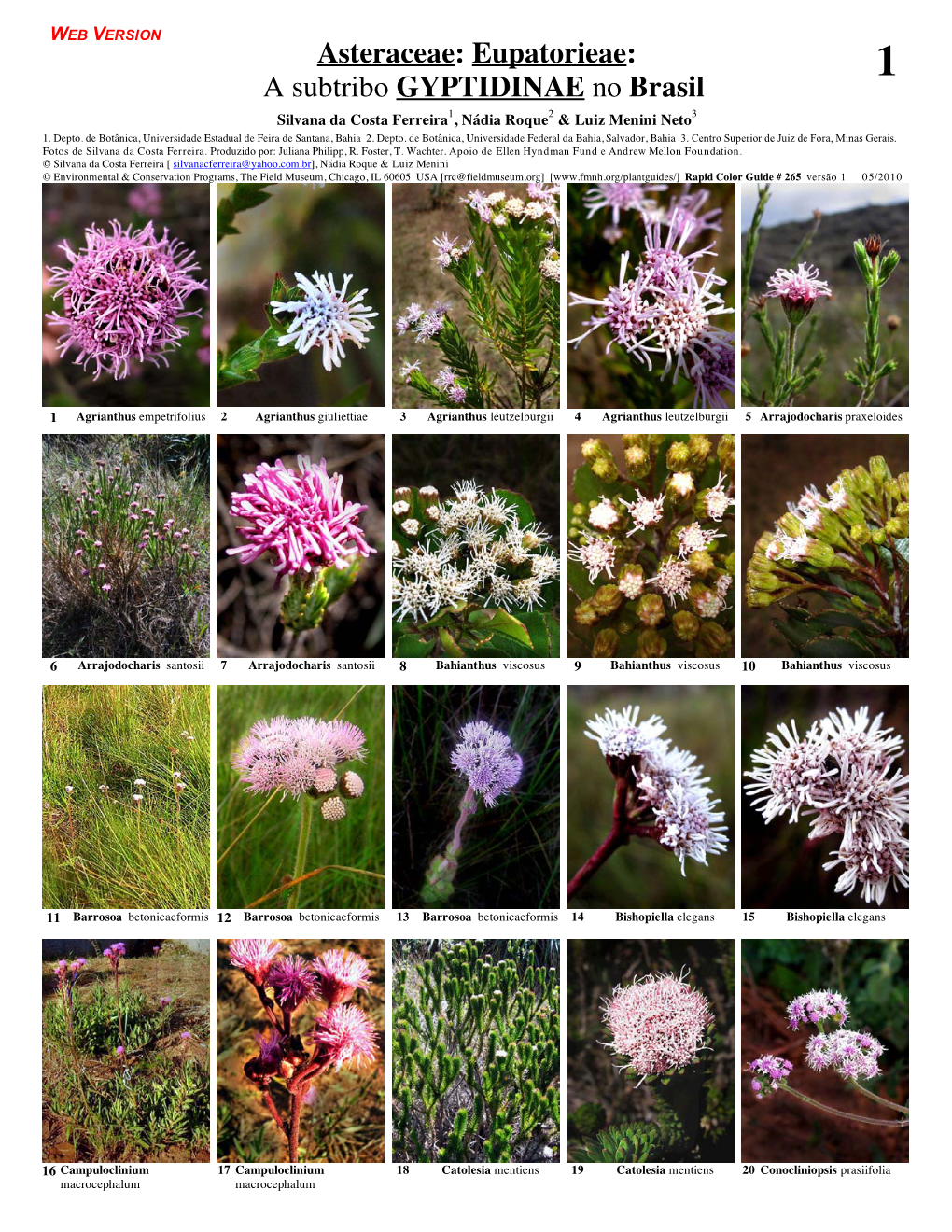 Asteraceae: Eupatorieae: 1 a Subtribo GYPTIDINAE No Brasil