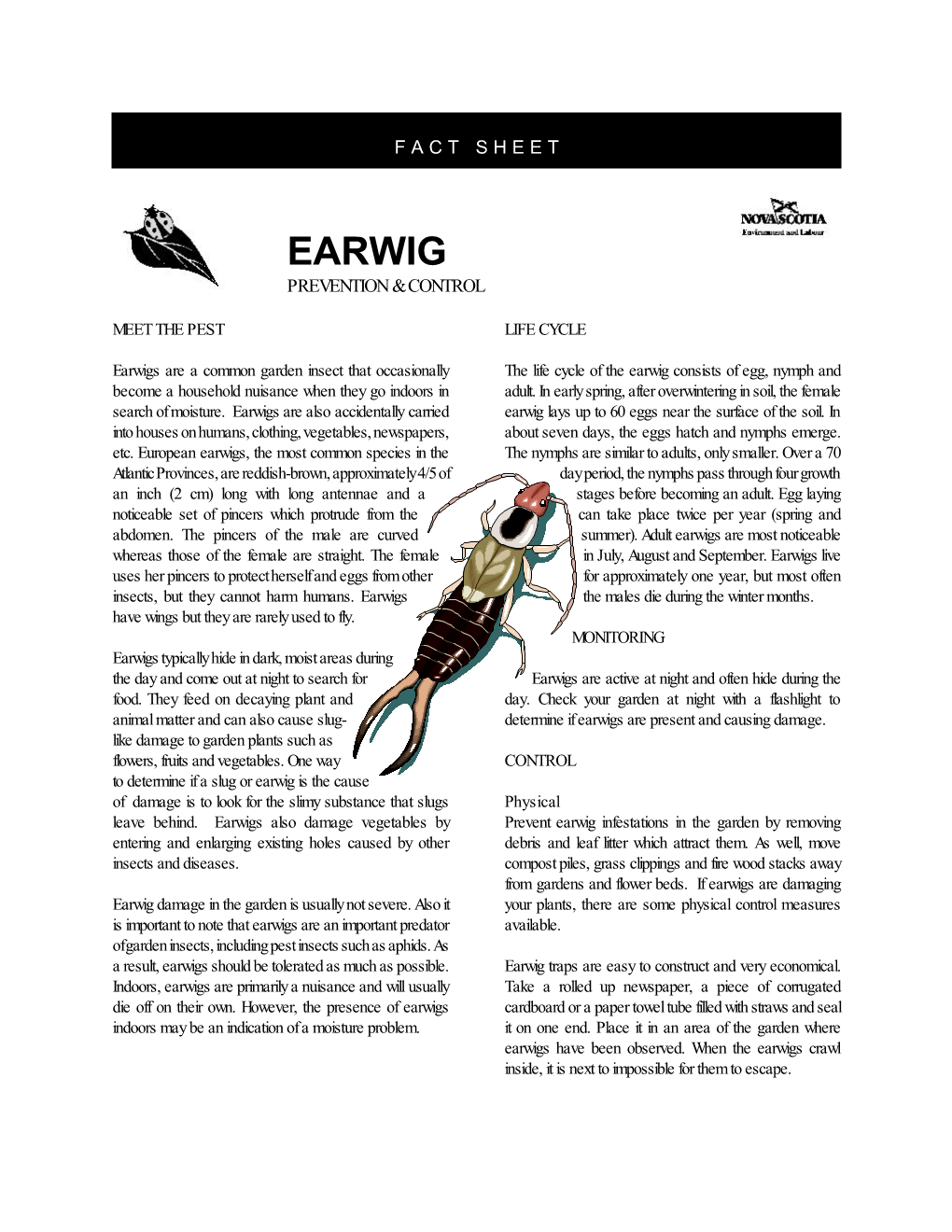 Earwig Prevention & Control