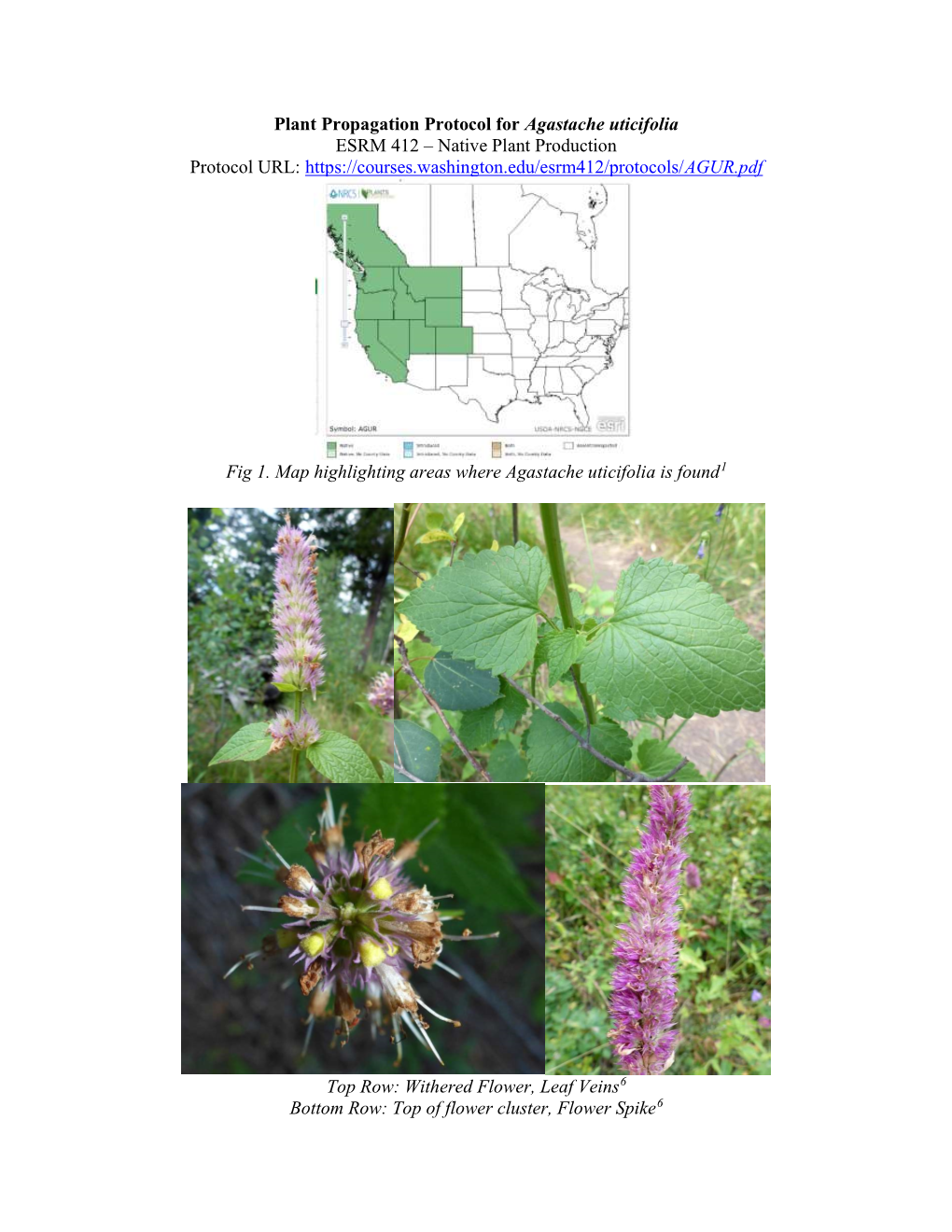 Plant Propagation Protocol for Agastache Uticifolia ESRM 412 – Native Plant Production Protocol URL