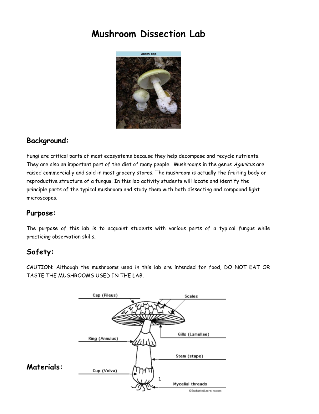 Mushroom Dissection Lab