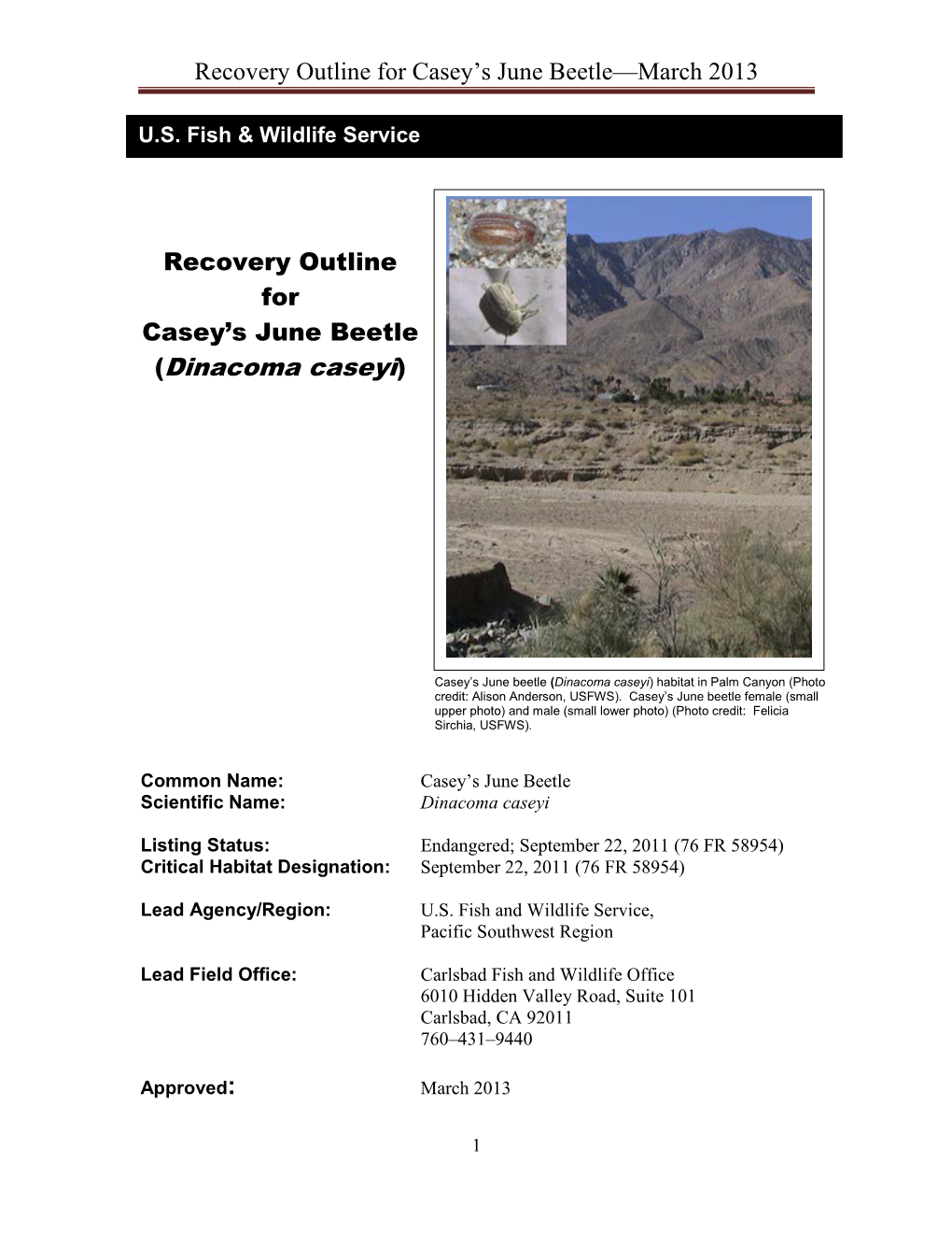 Recovery Outline for Casey's June Beetle—March 2013