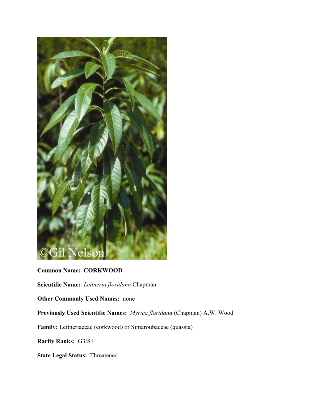 CORKWOOD Scientific Name: Leitneria Floridana Chapman Other