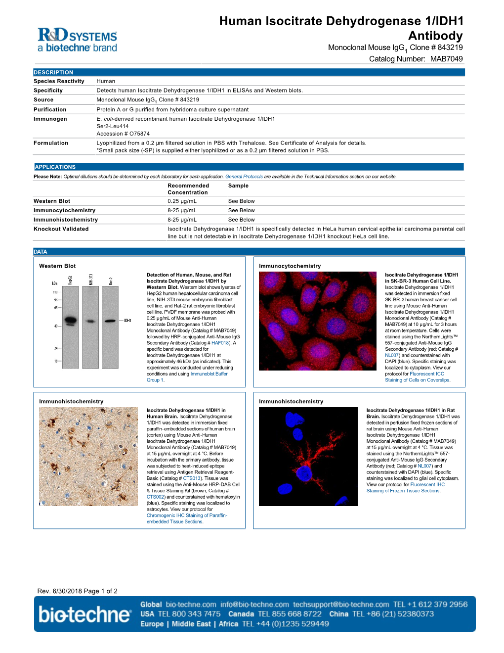 Human Isocitrate Dehydrogenase 1/IDH1 Antibody