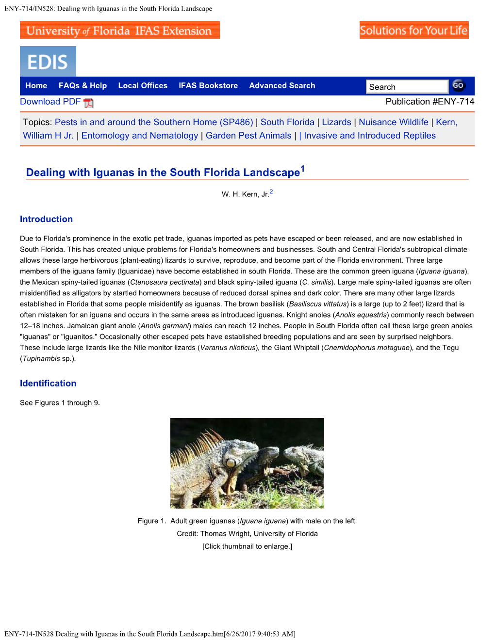Dealing with Iguanas in the South Florida Landscape