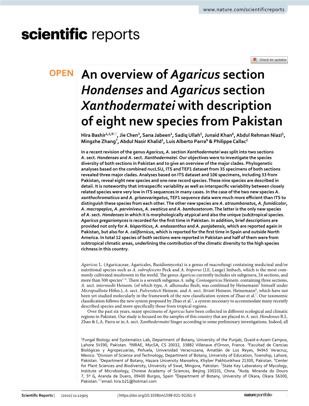 An Overview of Agaricus Section Hondenses and Agaricus Section