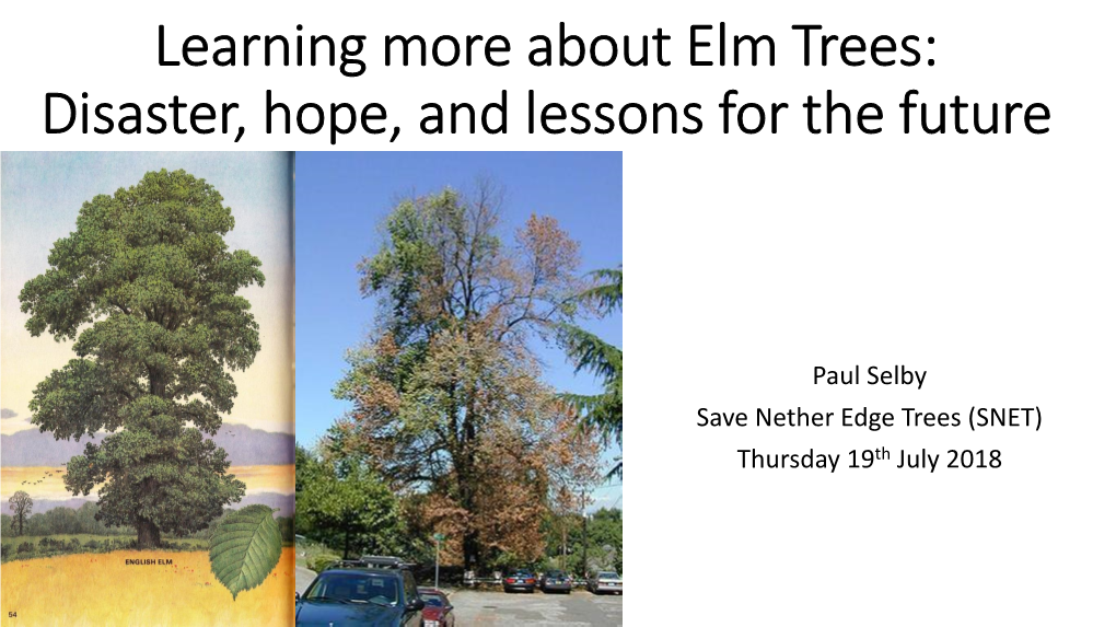 Street Trees and Elm Trees: Two Tales of Environmental Devastation
