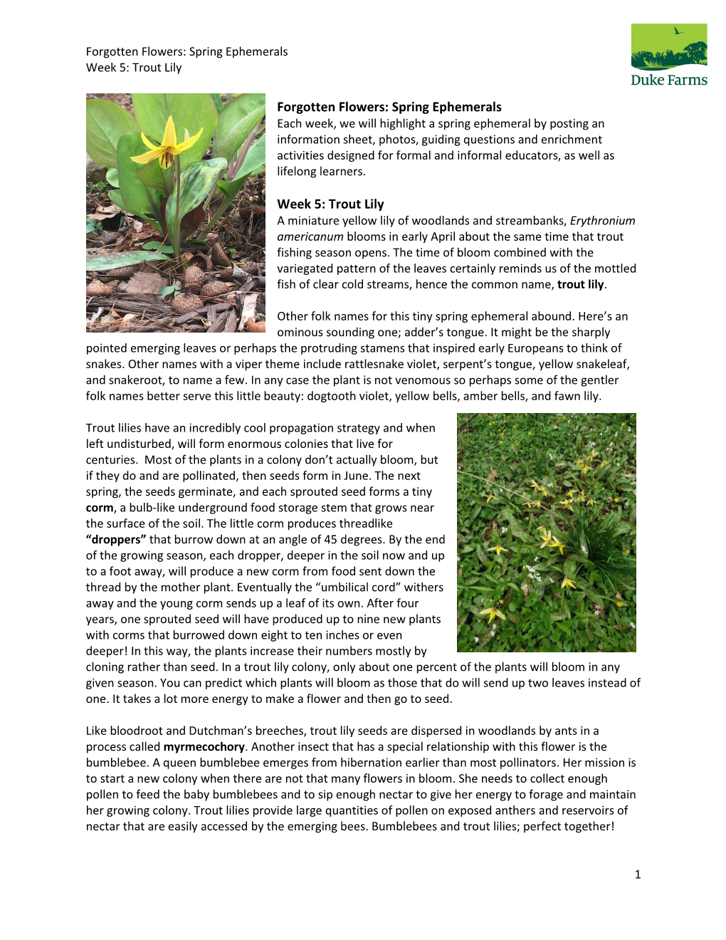 Forgotten Flowers: Spring Ephemerals Week 5: Trout Lily