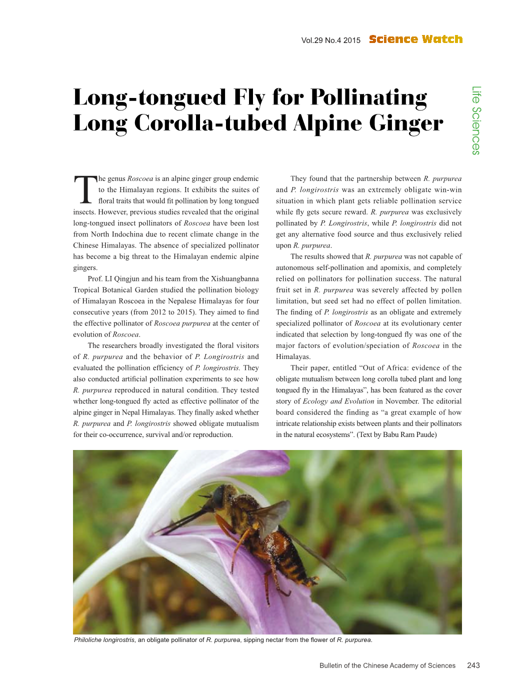 Long-Tongued Fly for Pollinating Long Corolla-Tubed Alpine Ginger