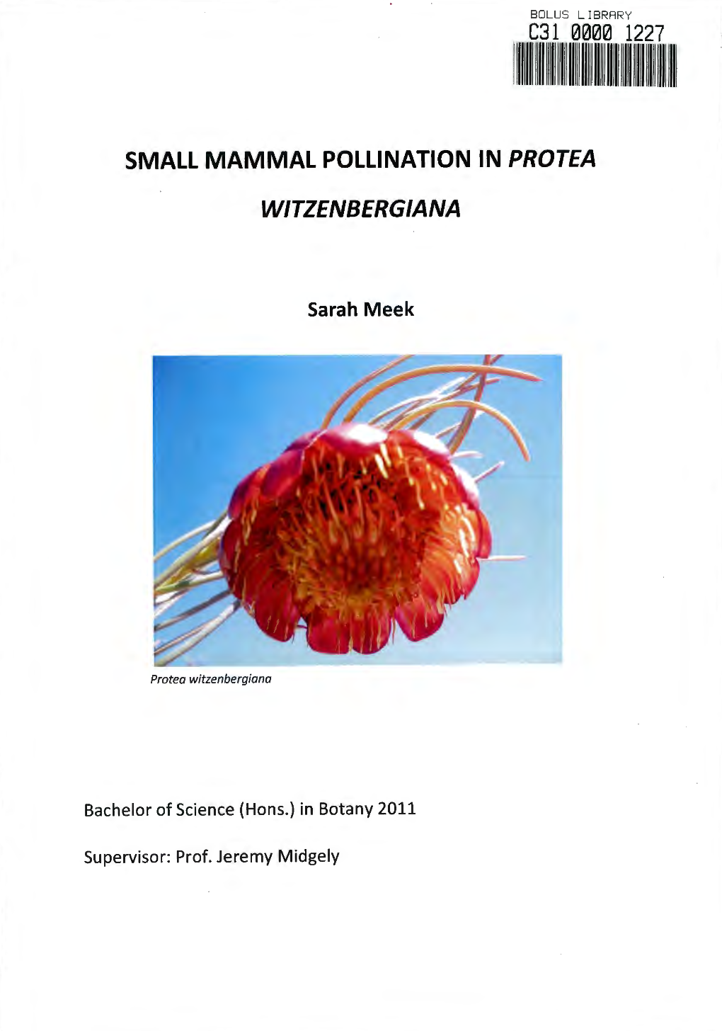 Small Mammal Pollination in Protea Witzenbergiana