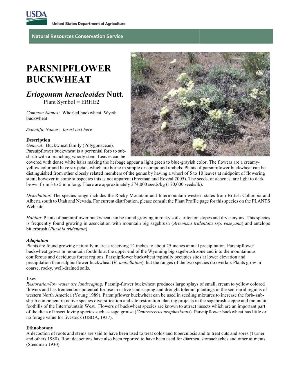 Parsnipflower Buckwheat, Eriogonum Heracleoides, Plant Guide