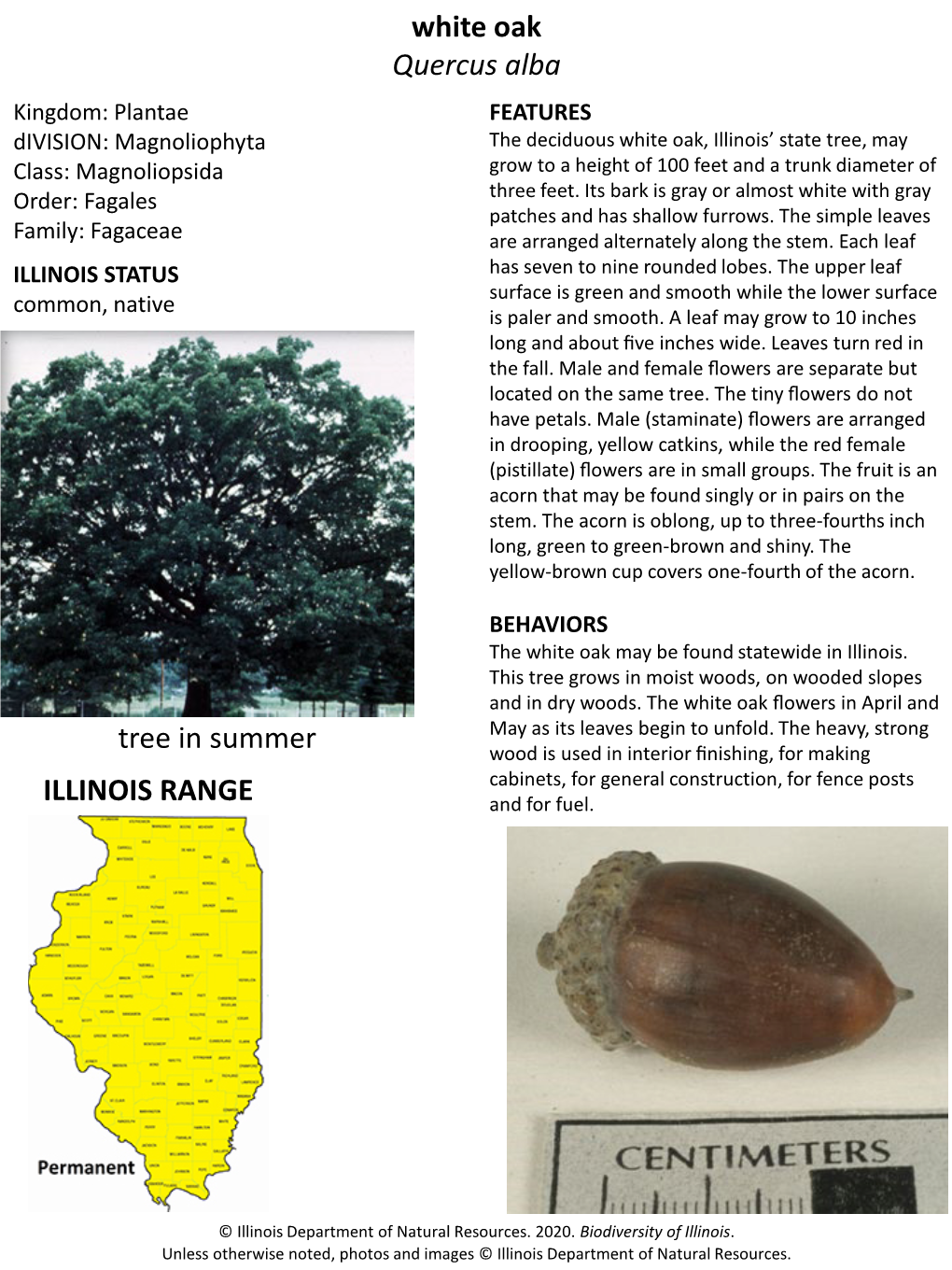 White Oak Quercus Alba ILLINOIS RANGE Tree in Summer Acorn