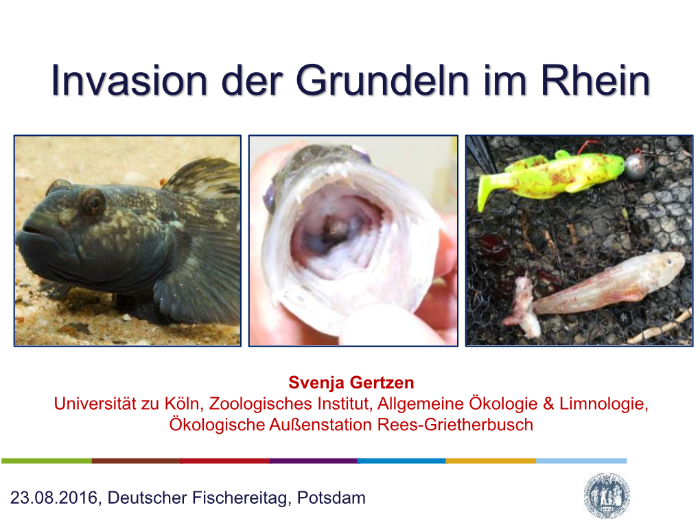 Invasion Der Grundeln Im Rhein