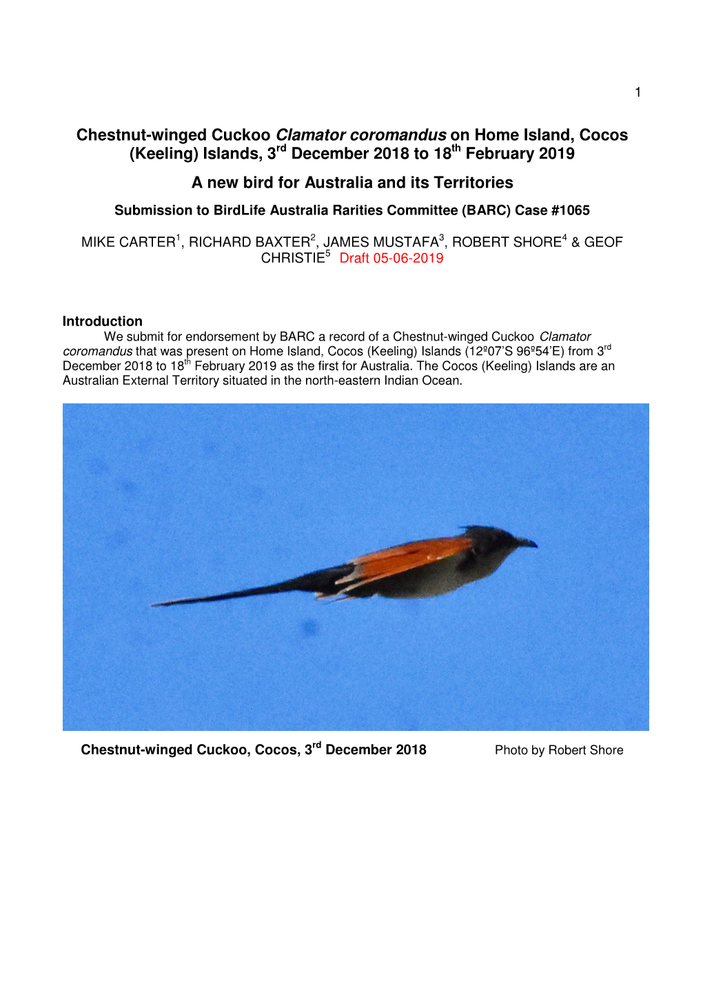Chestnut-Winged Cuckoo Clamator Coromandus on Home Island, Cocos Rd Th (Keeling) Islands, 3 December 2018 to 18 February 2019