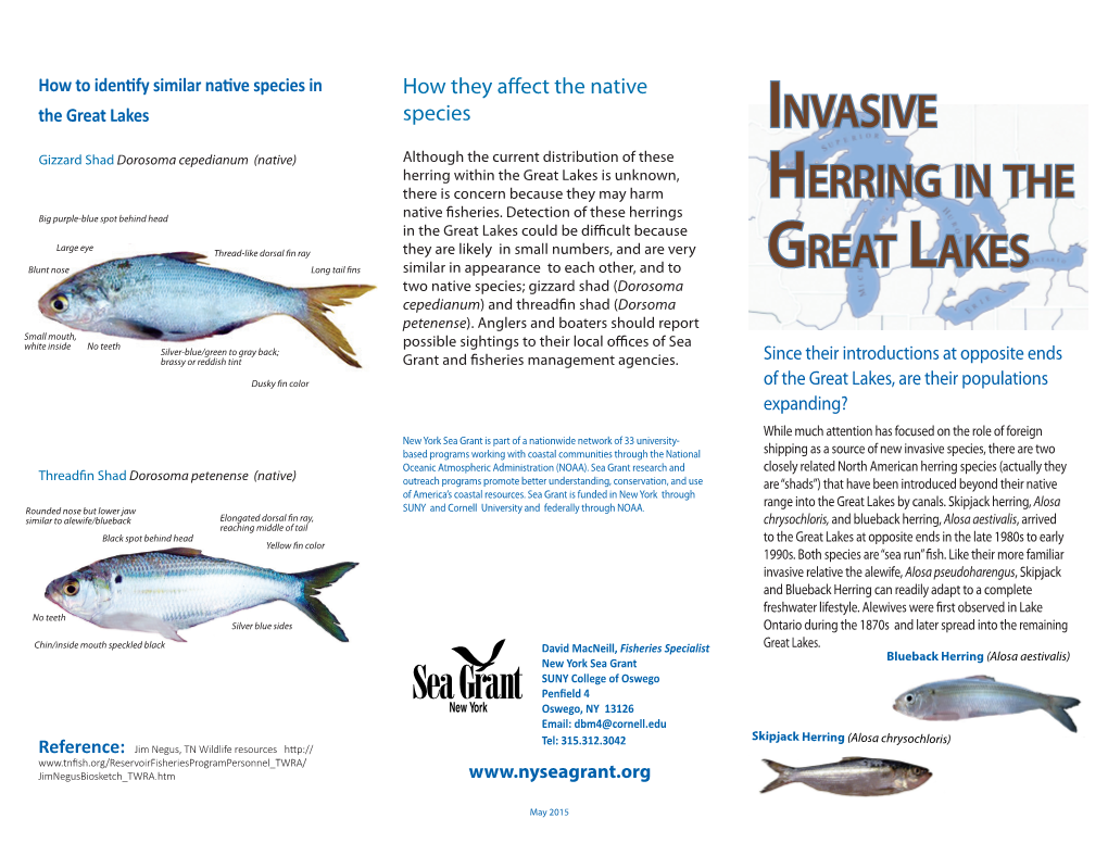 Invasive Herring in the Great Lakes