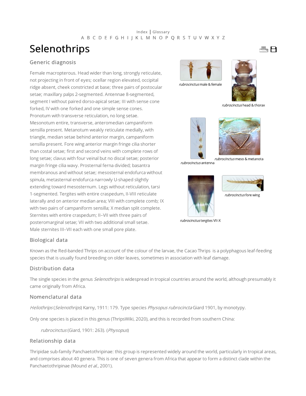 Selenothrips Generic Diagnosis Female Macropterous