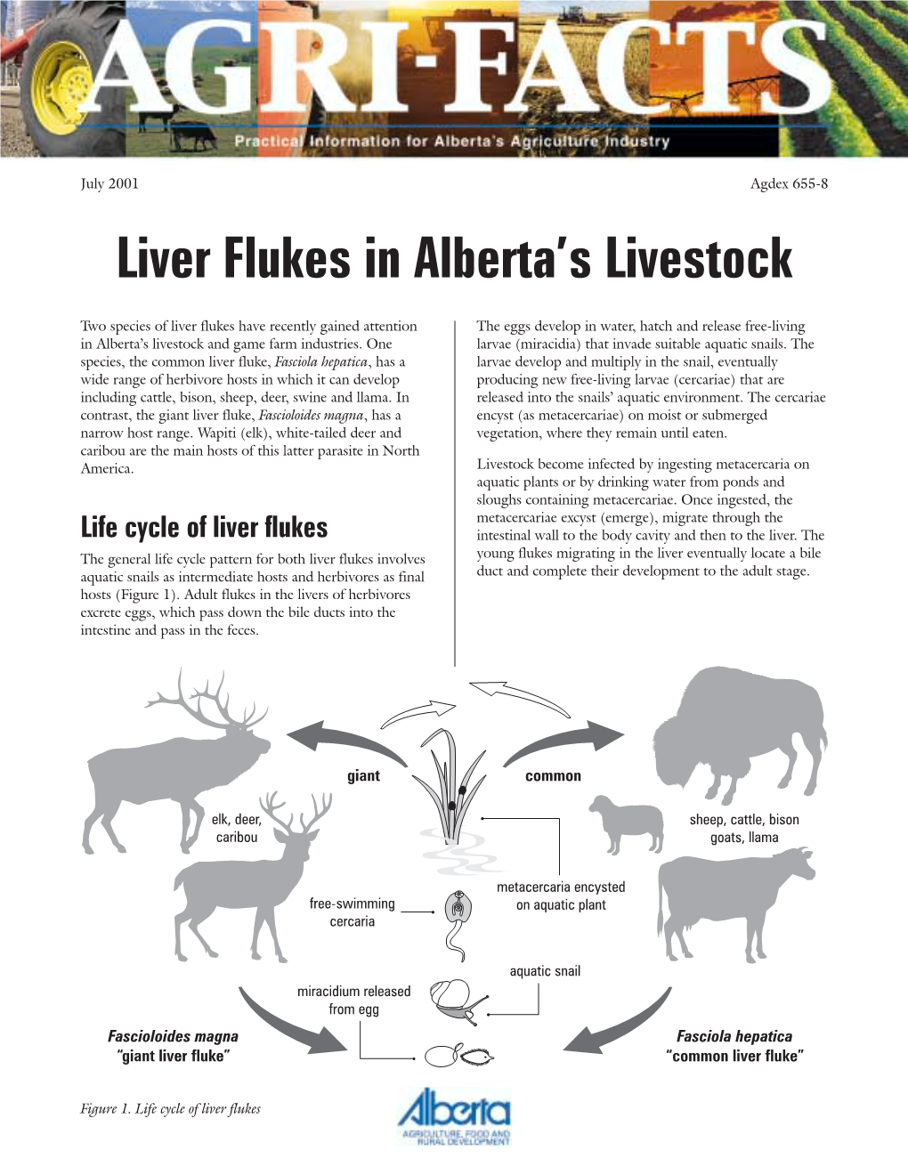 Liver Flukes in Alberta's Livestock