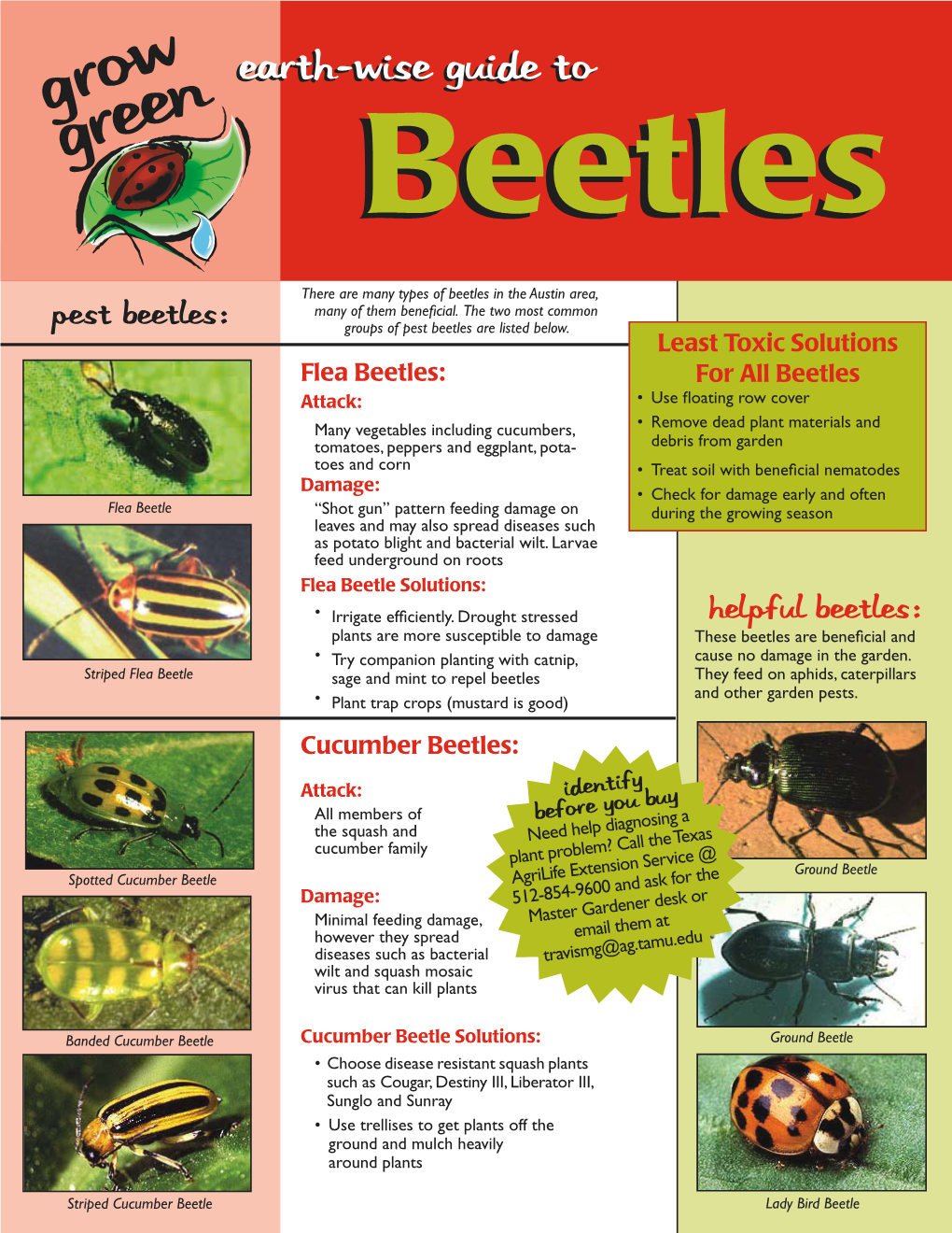 Beetlesbeetles