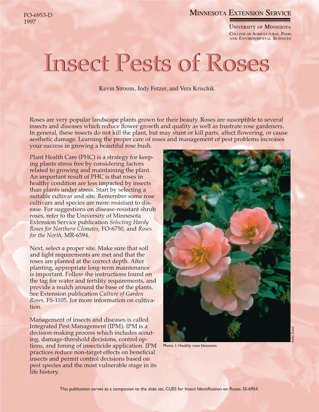 Insect Pests of Roses
