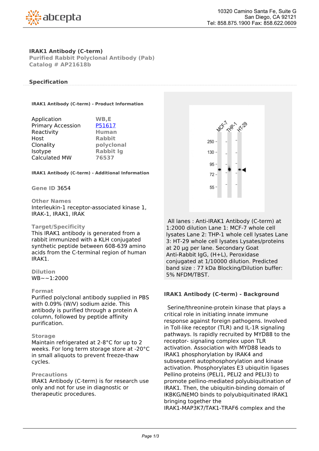 IRAK1 Antibody (C-Term) Purified Rabbit Polyclonal Antibody (Pab) Catalog # Ap21618b