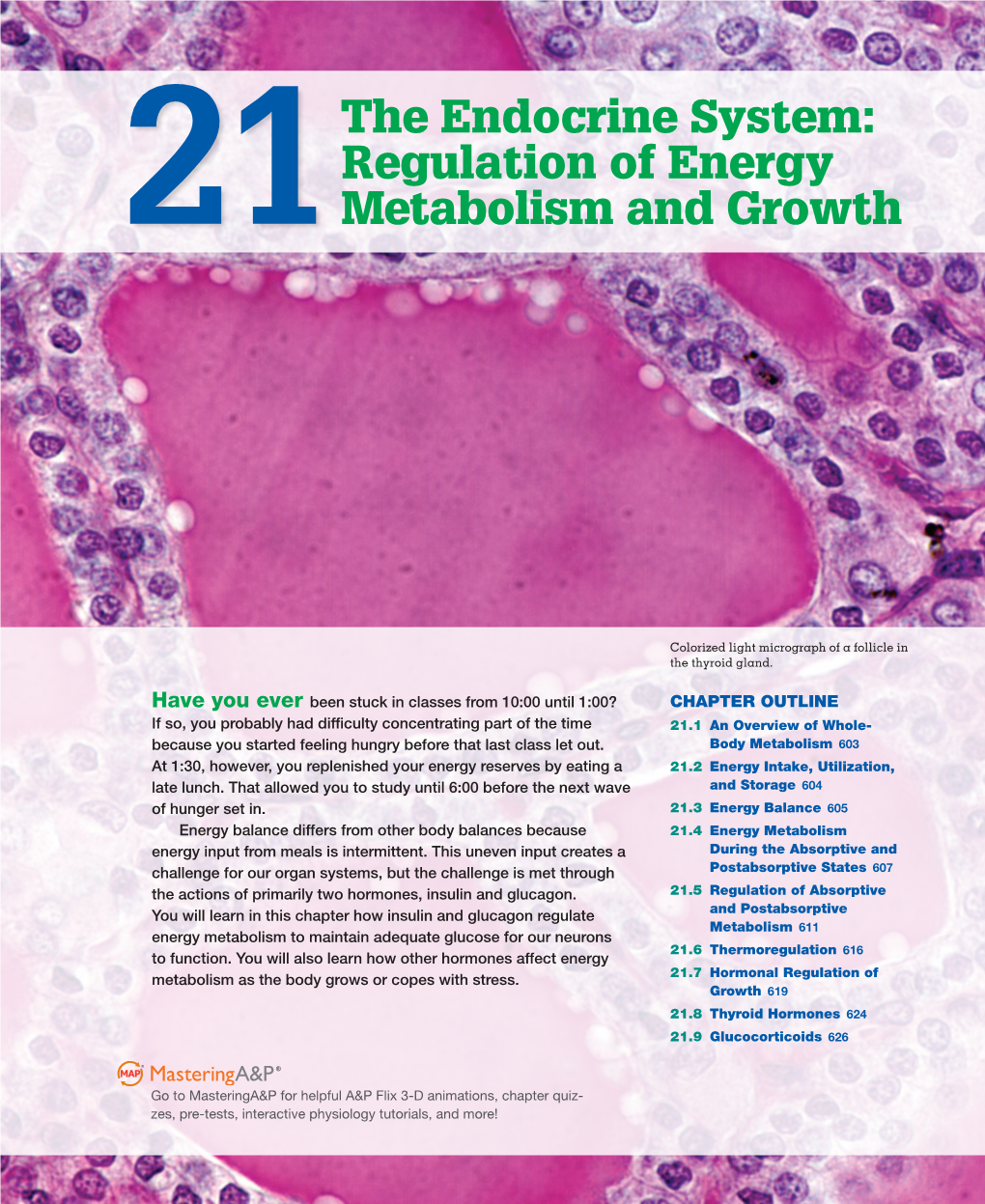 21 the Endocrine System: Regulation of Energy Metabolism and Growth 603