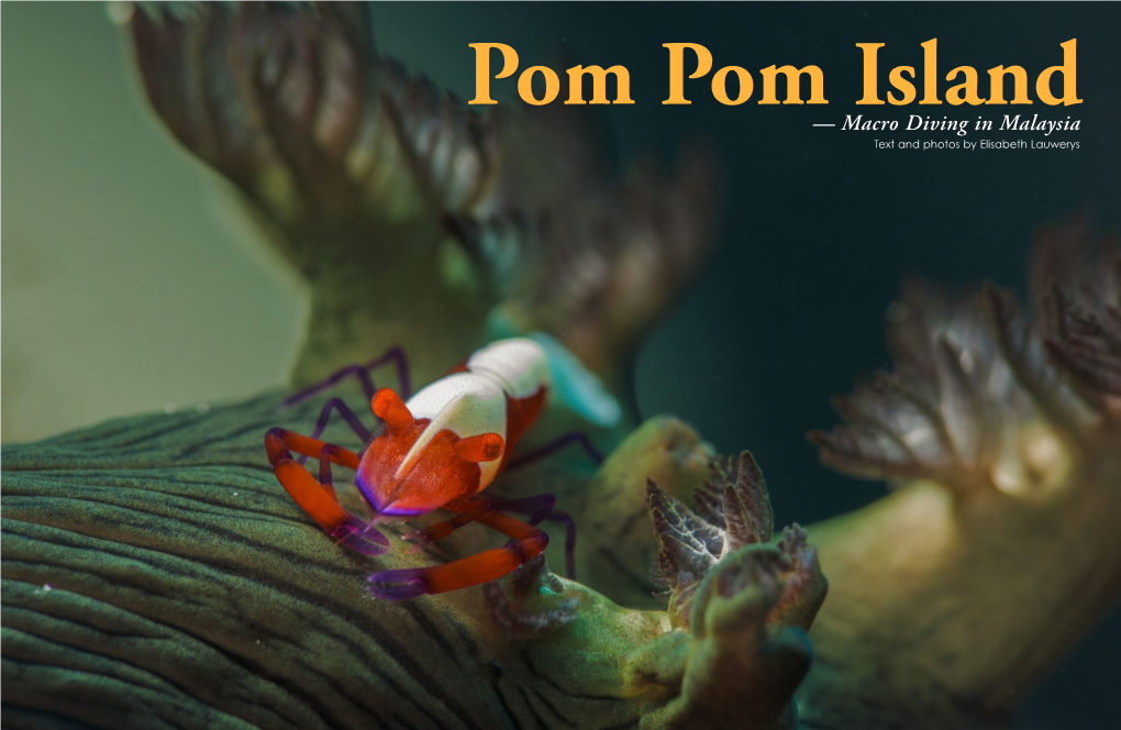 Pom Pom Island — Macro Diving in Malaysia Text and Photos by Elisabeth Lauwerys