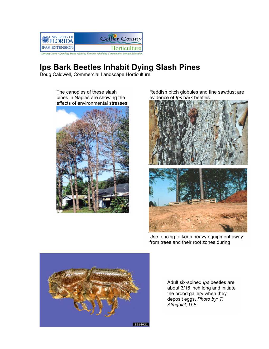 Ips Bark Beetles Inhabit Dying Slash Pines Doug Caldwell, Commercial Landscape Horticulture