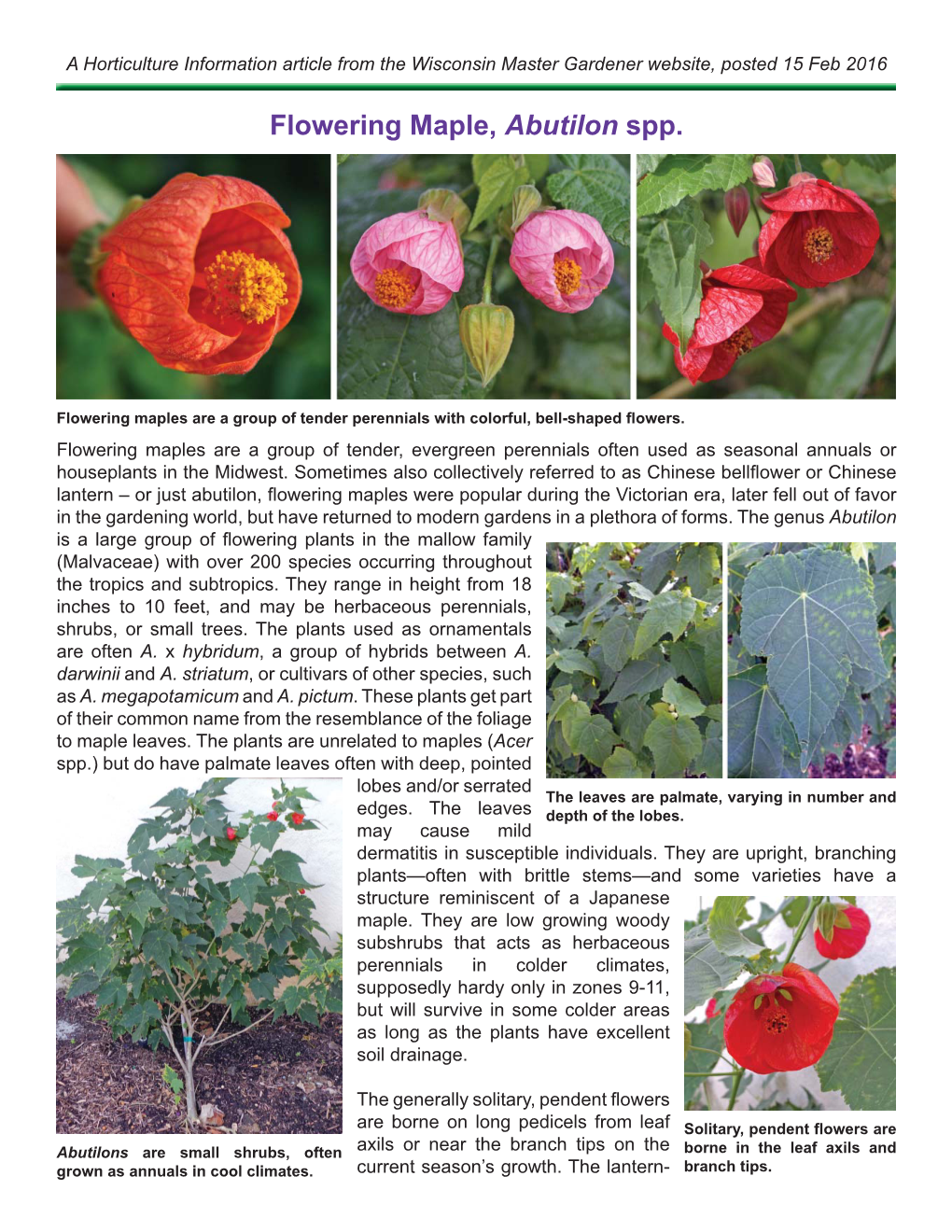 Flowering Maple, Abutilon Spp