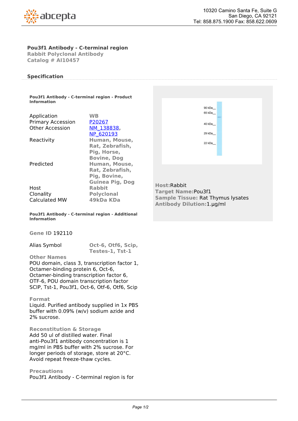 Pou3f1 Antibody - C-Terminal Region Rabbit Polyclonal Antibody Catalog # AI10457