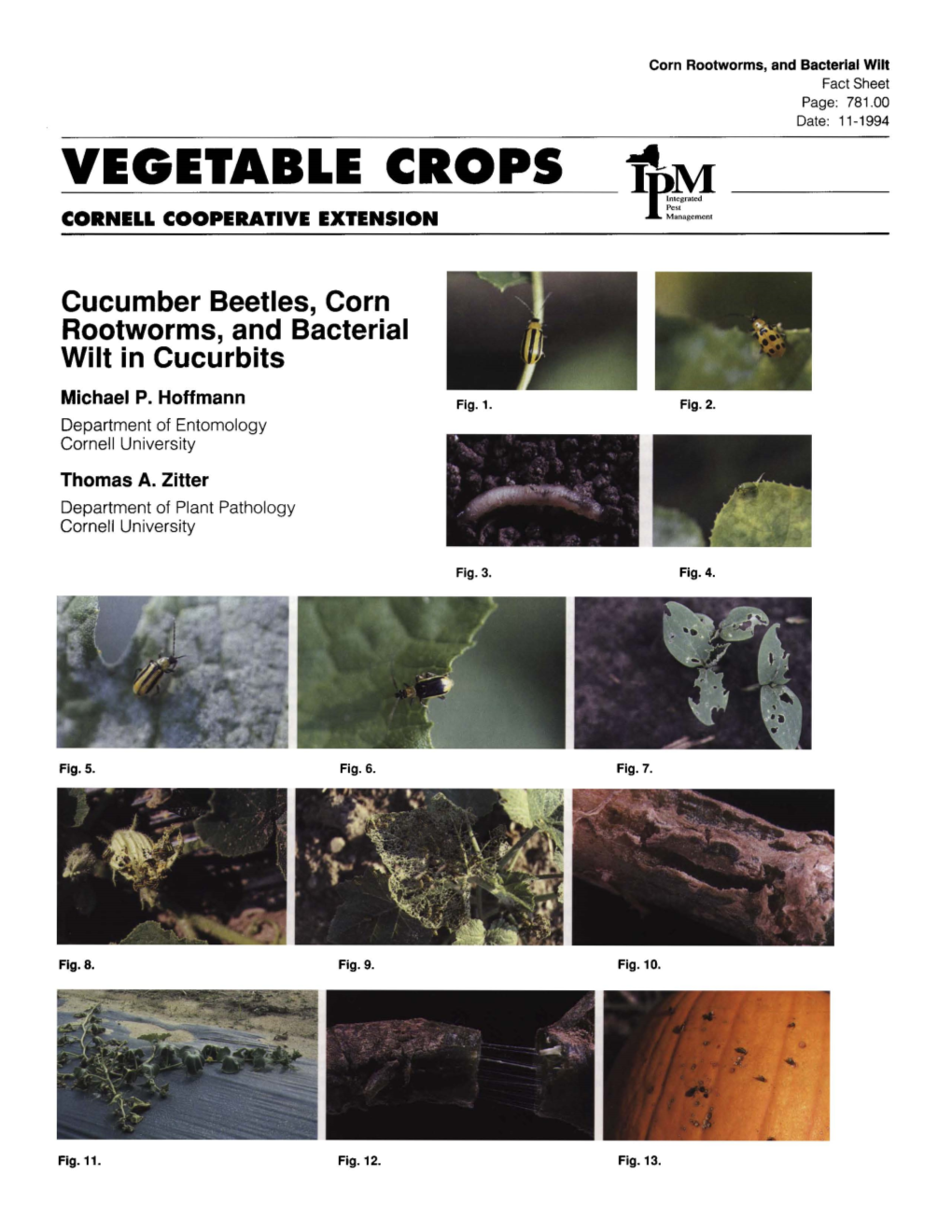 Cucumber Beetles, Corn Rootworms and Bacterial Wilt