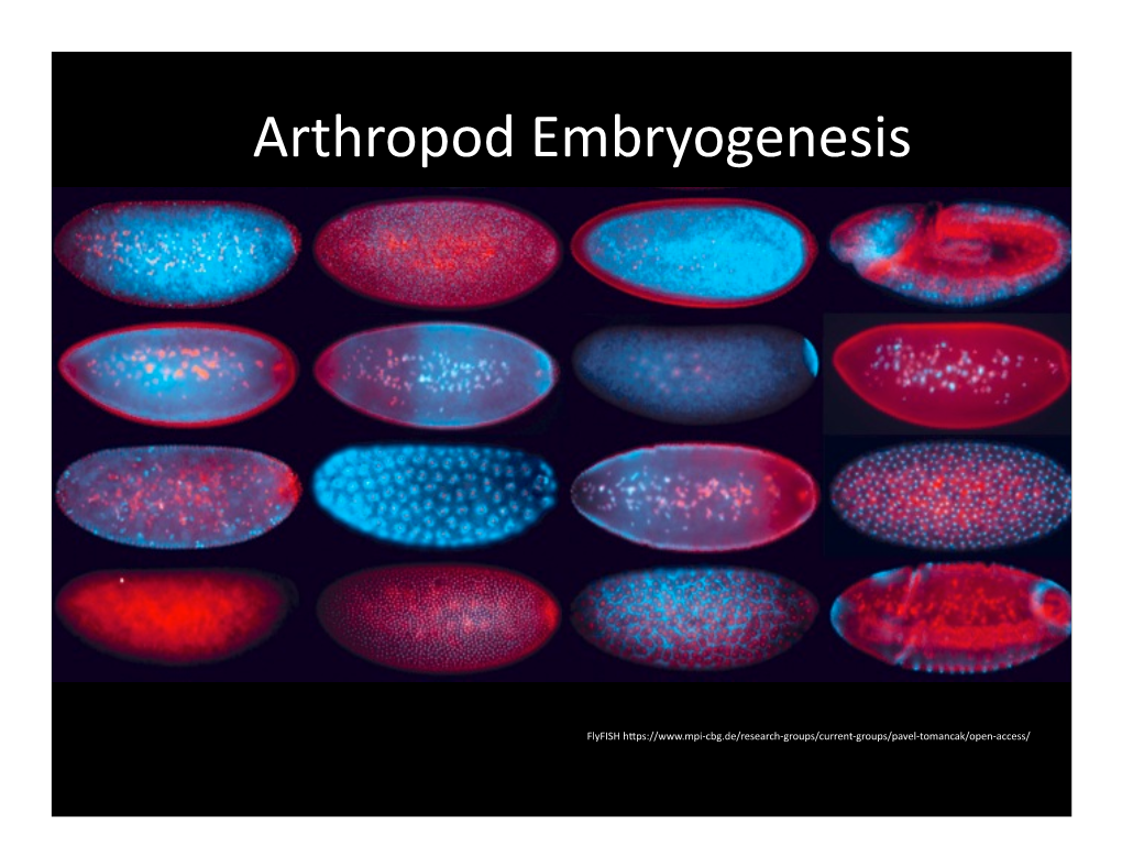Arthropod Embryogenesis