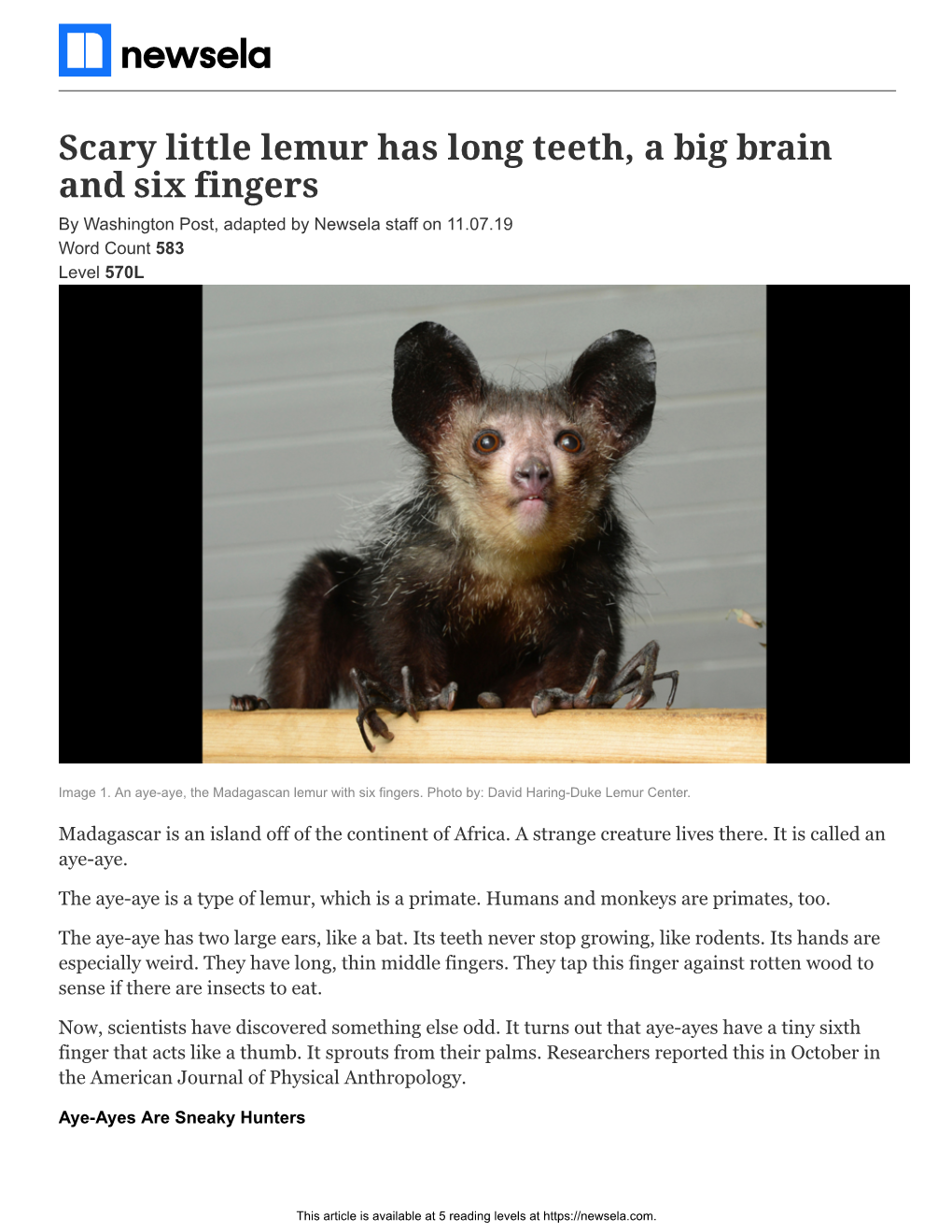 Scary Little Lemur Has Long Teeth, a Big Brain and Six Fingers by Washington Post, Adapted by Newsela Staff on 11.07.19 Word Count 583 Level 570L