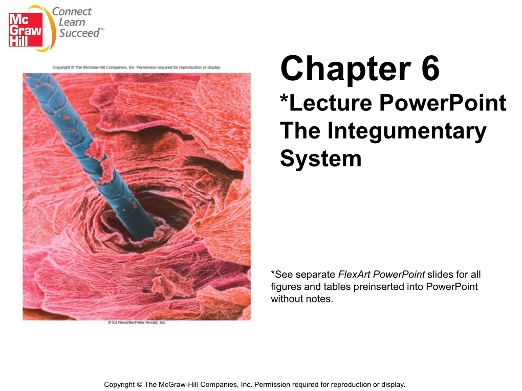 Chapter 7 the Integumentary System