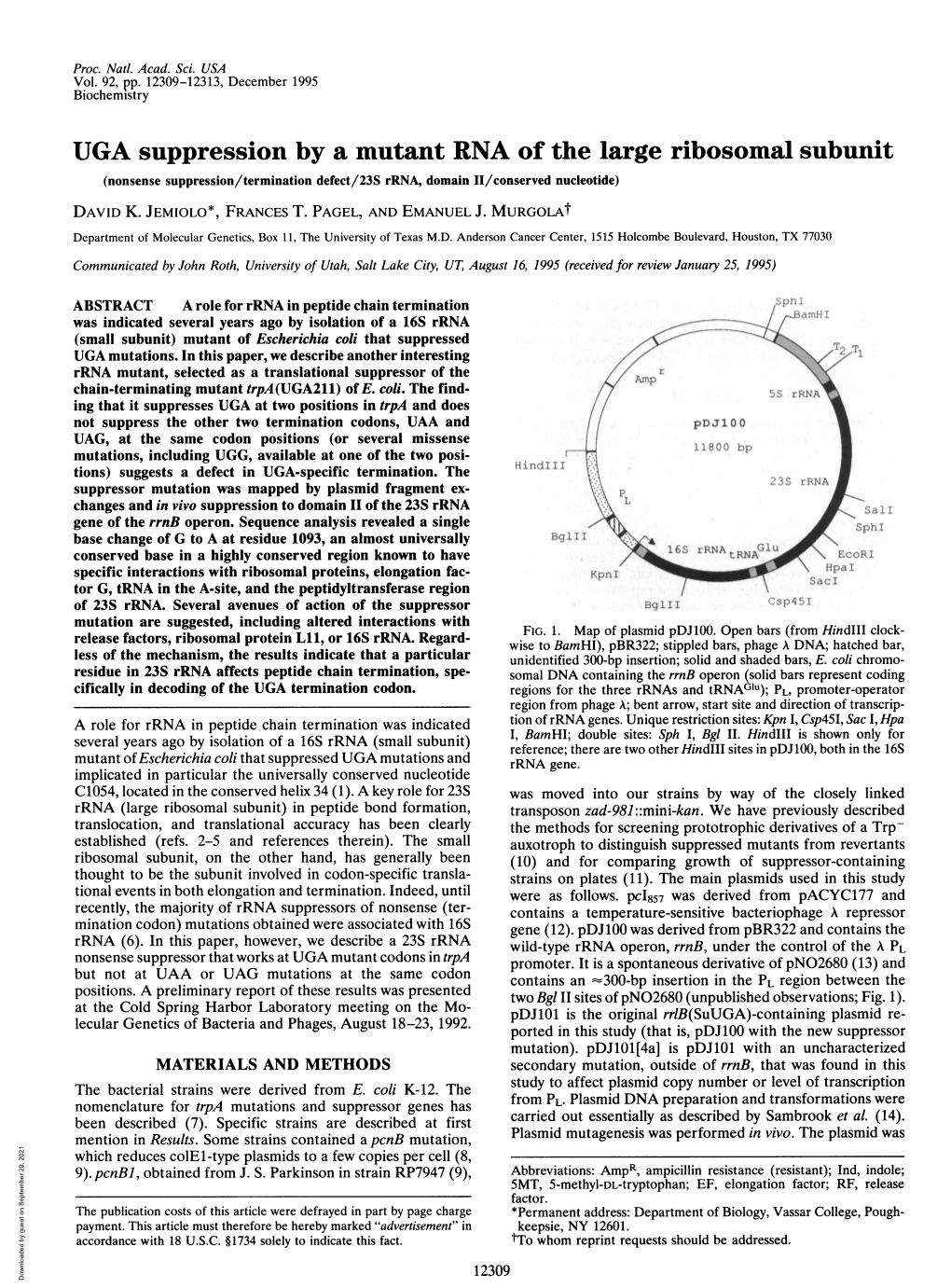 UGA Suppression by a Mutant RNA of the Large Ribosomal Subunit (Nonsense Suppression/Termination Defect/23S Rrna, Domain II/Conserved Nucleotide) DAVID K