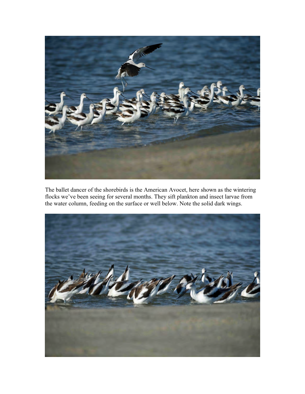 The Ballet Dancer of the Shorebirds Is the American Avocet, Here Shown As the Wintering Flocks We've Been Seeing for Several M