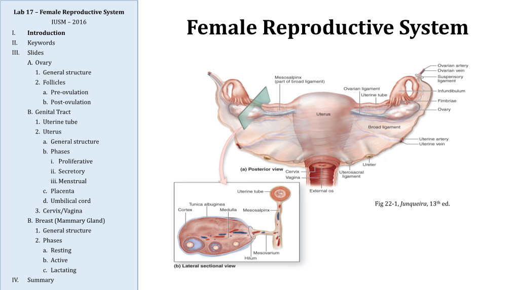Female Reproductive System IUSM – 2016 I