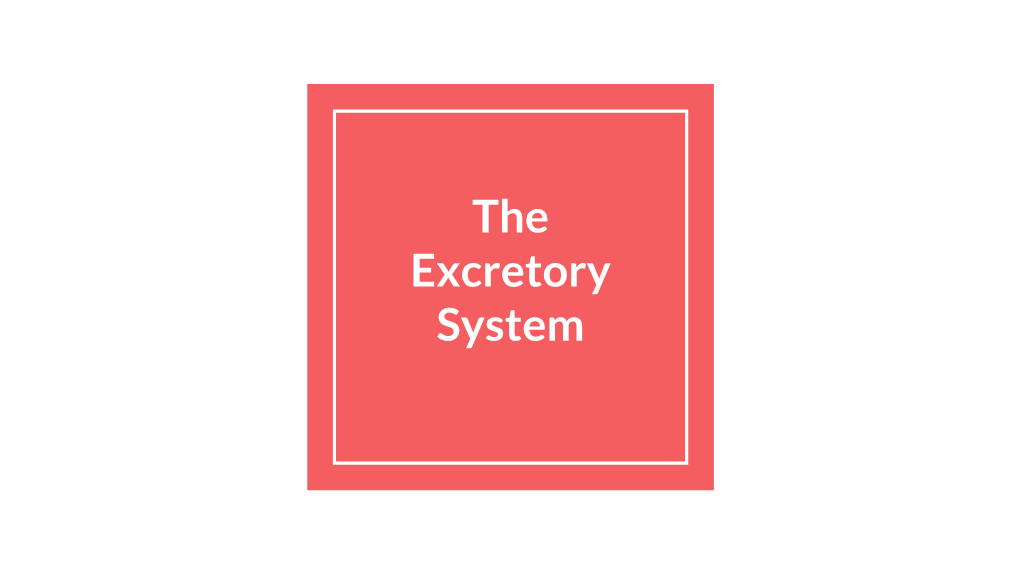 The Excretory System Excretion