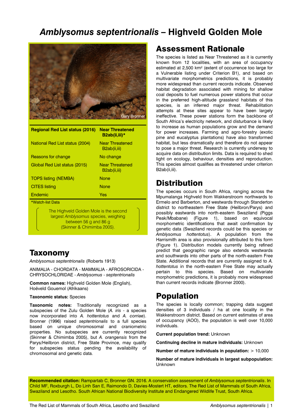 Amblysomus Septentrionalis – Highveld Golden Mole