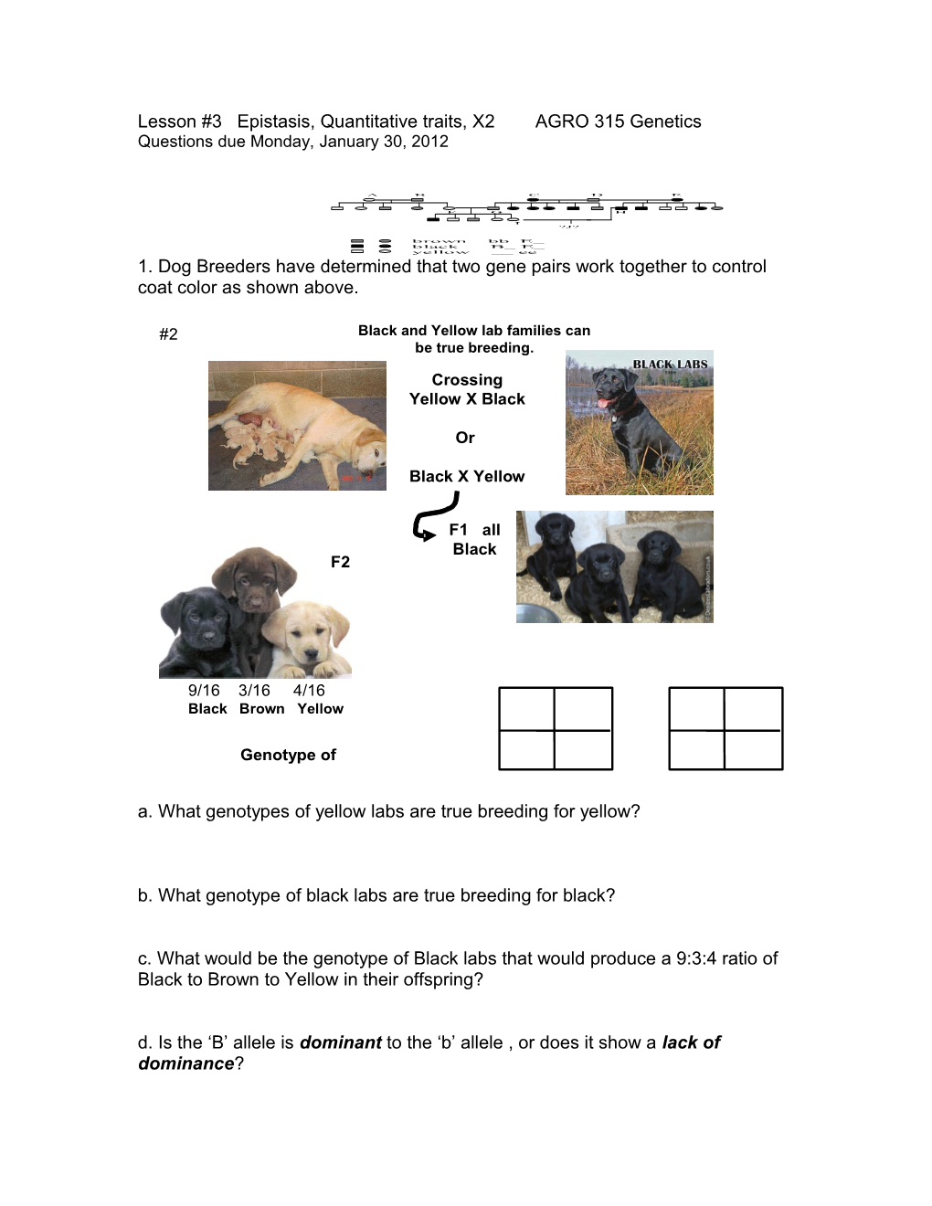 Exercise #3 Genetics Name___