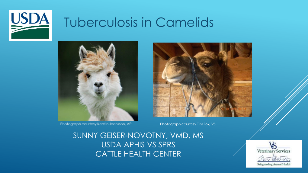 Tuberculosis in Camelids