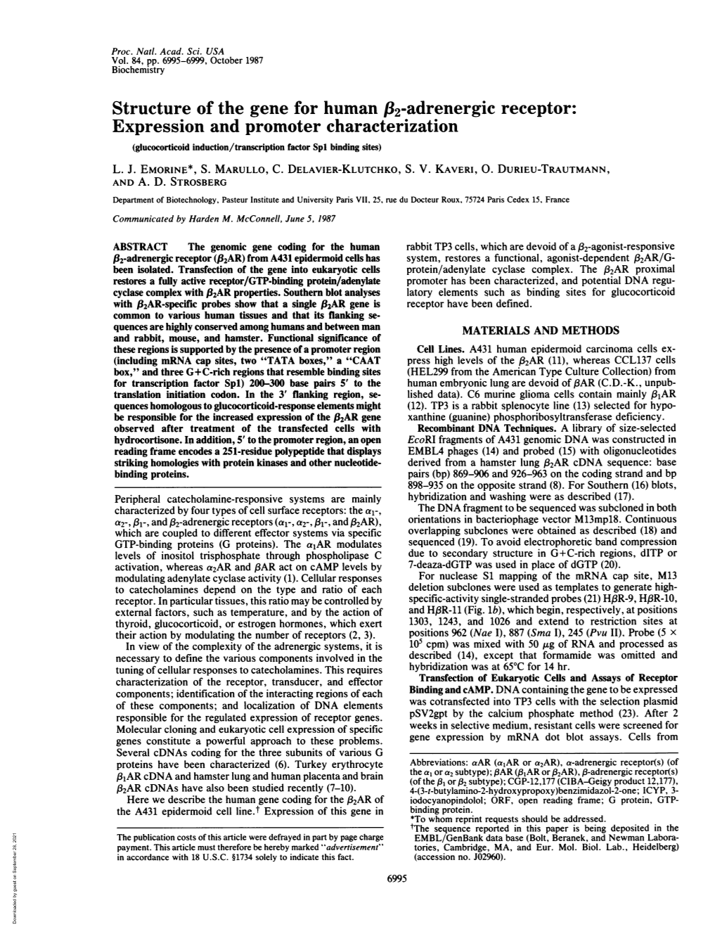 Structure of the Gene for Human F32-Adrenergic Receptor: Expression and Promoter Characterization (Glucocorticoid Induction/Transcription Factor Spi Binding Sites) L