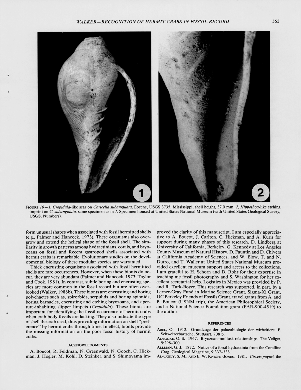 Walker-Recognition of Hermit Crabs in Fossil Record 555