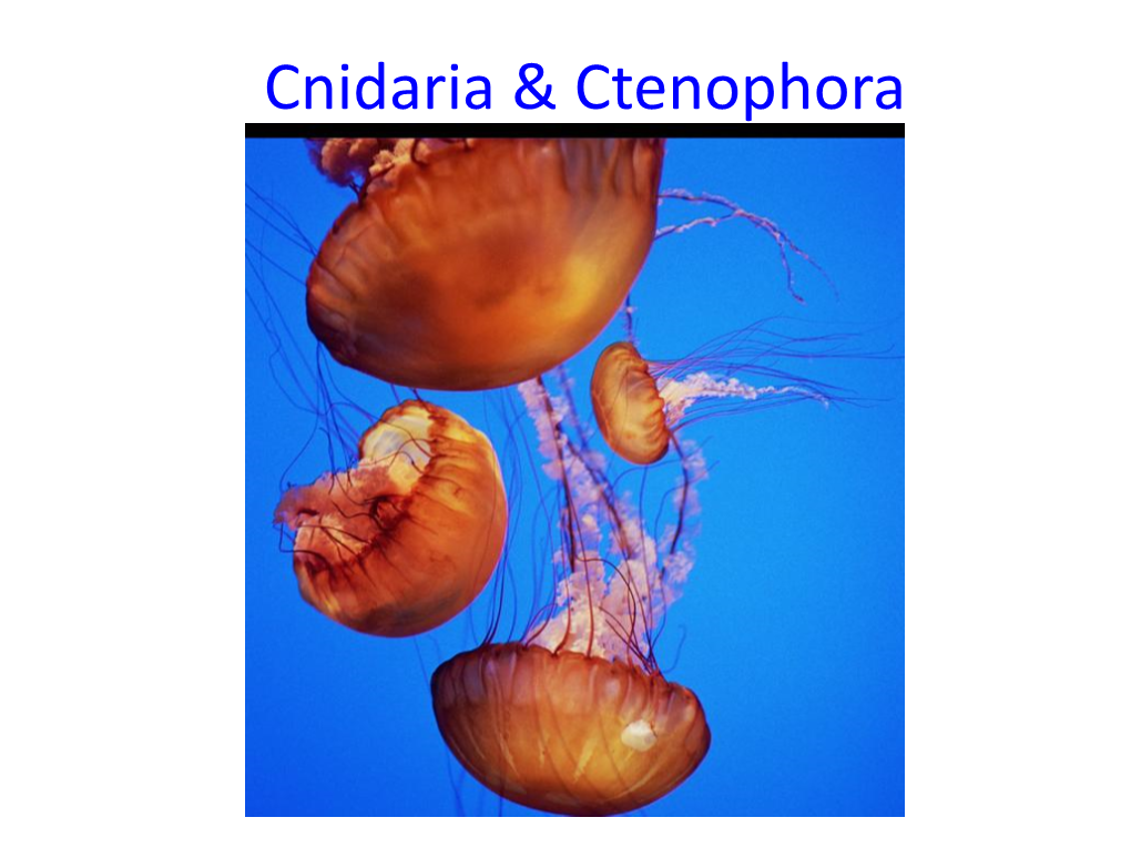 Cnidaria & Ctenophora