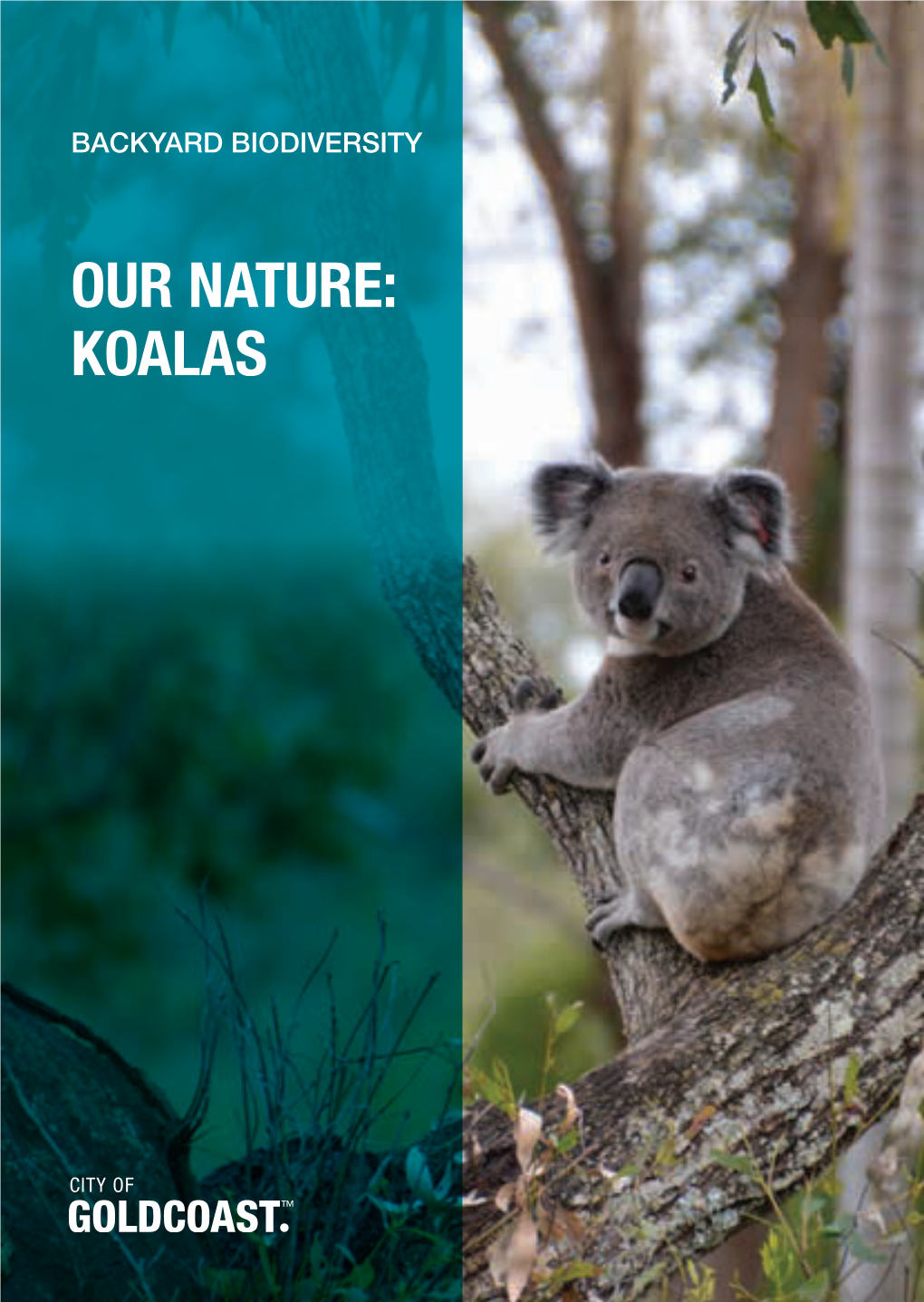 Backyard Biodiversity Our Nature: Koalas