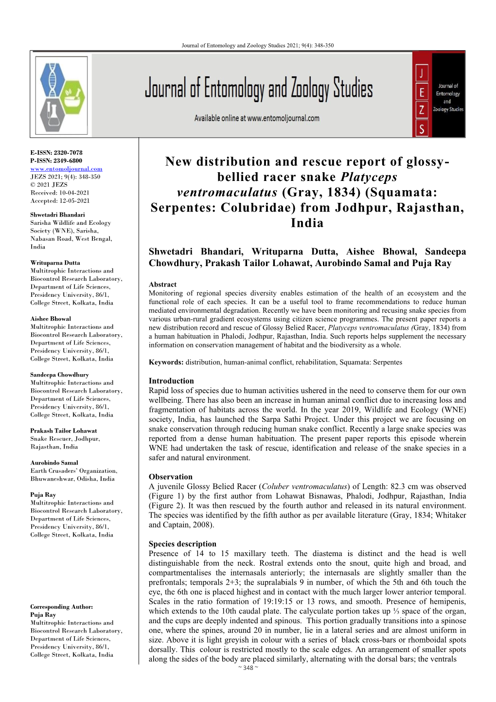 New Distribution and Rescue Report of Glossy-Bellied Racer Snake Platyceps Ventromaculatus (Gray, 1834) (Squamata: Serpentes: Co