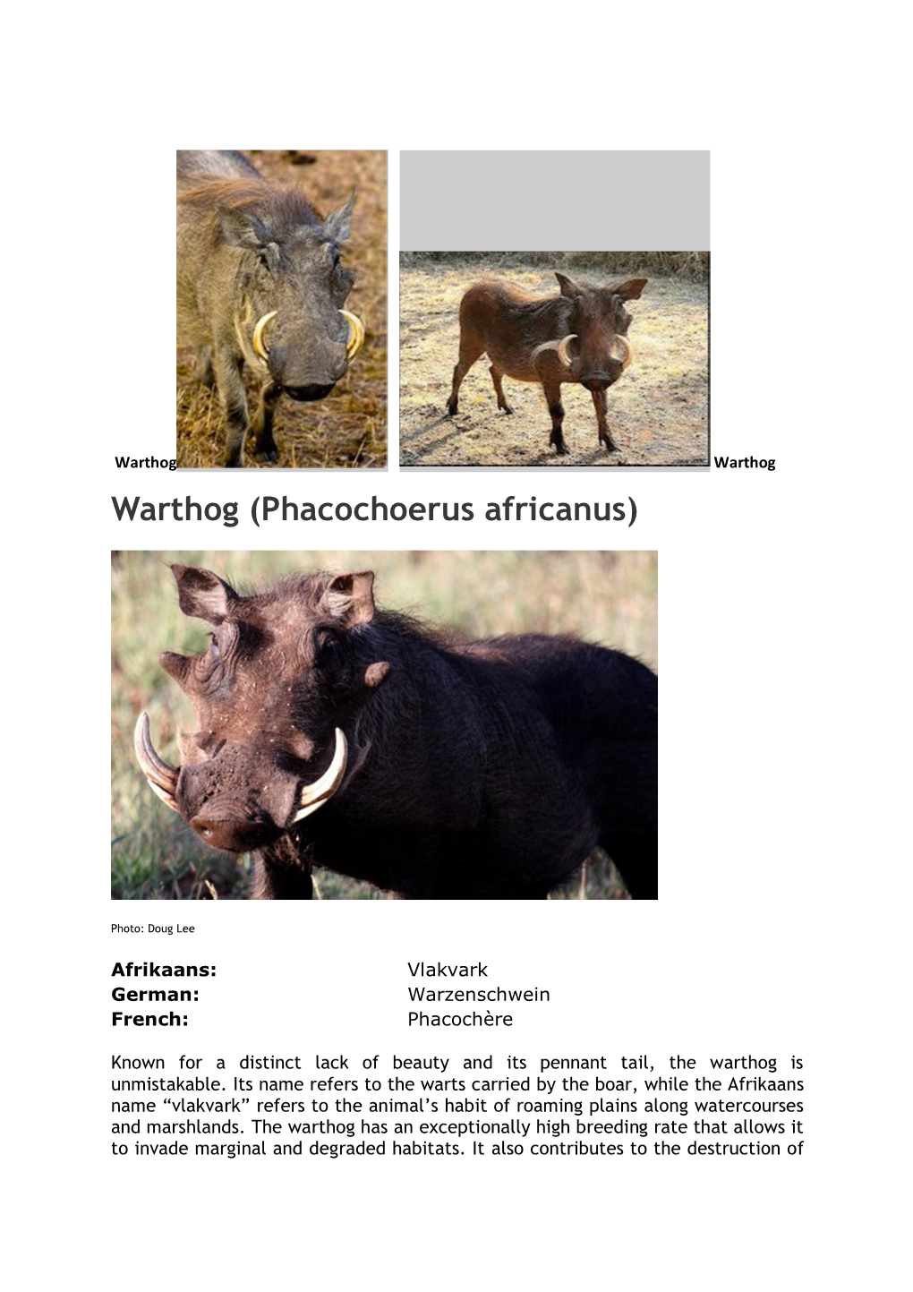 Warthog (Phacochoerus Africanus)