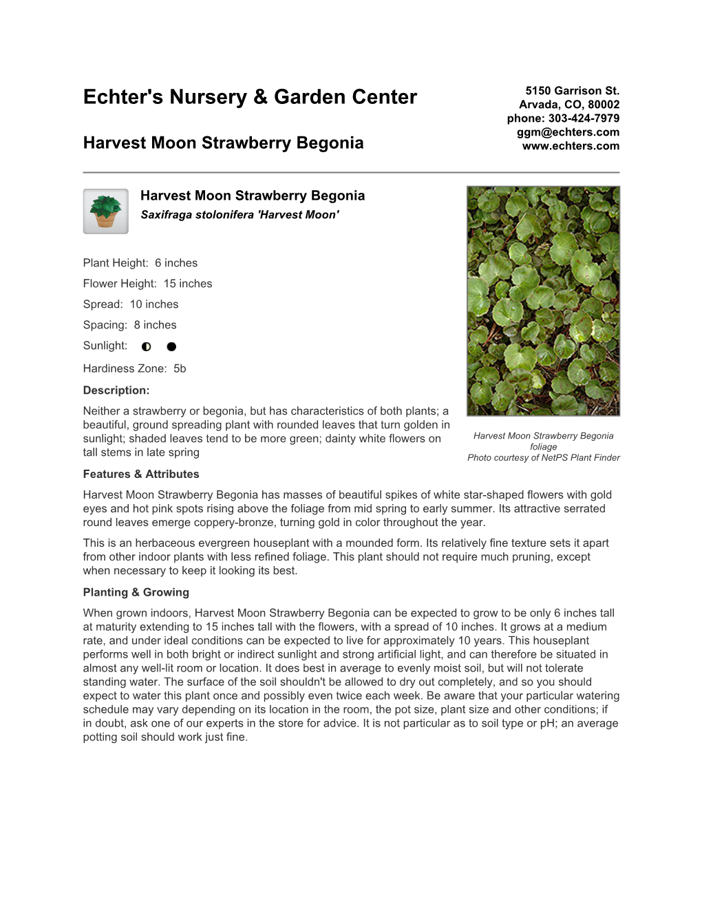 Echter's Nursery & Garden Center Harvest Moon Strawberry Begonia