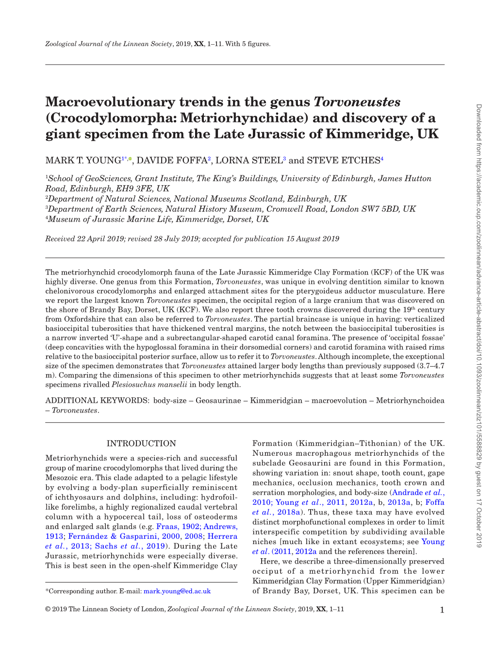 Macroevolutionary Trends in the Genus Torvoneustes